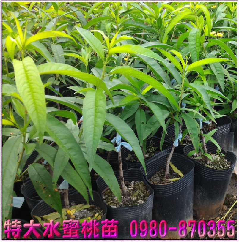 特大水蜜桃苗买卖