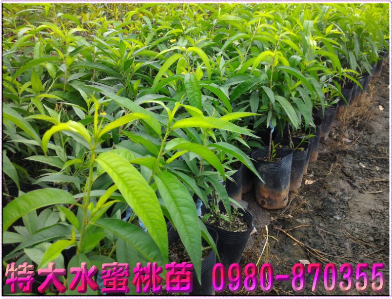 特大水蜜桃苗批发