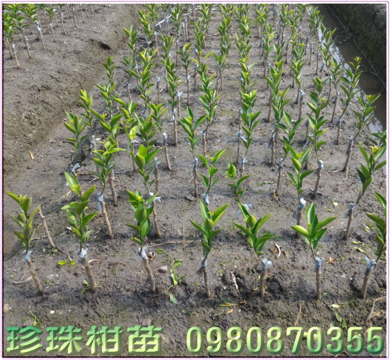 珍珠柑树苗