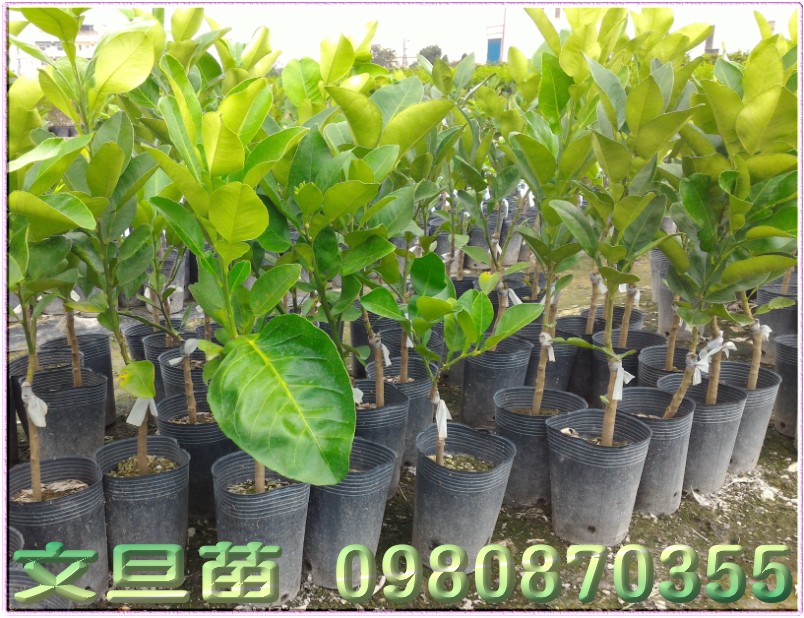 文旦柚树苗
