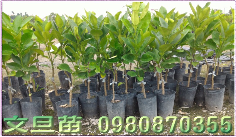 文旦树苗