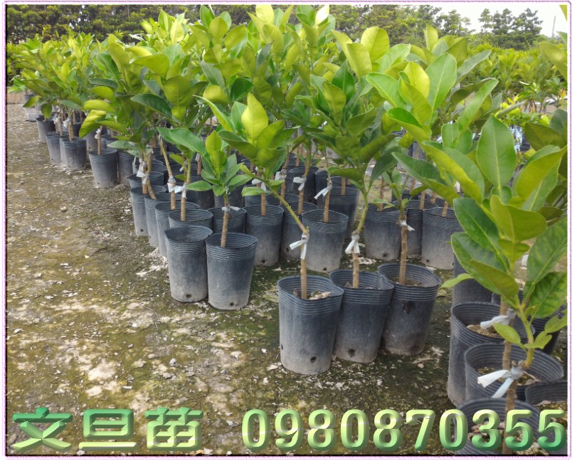 文旦柚种苗