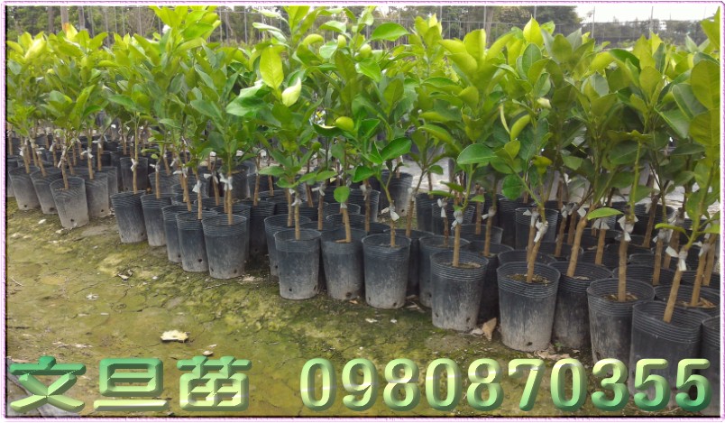 文旦种苗,文旦柚苗买卖,文旦苗批发