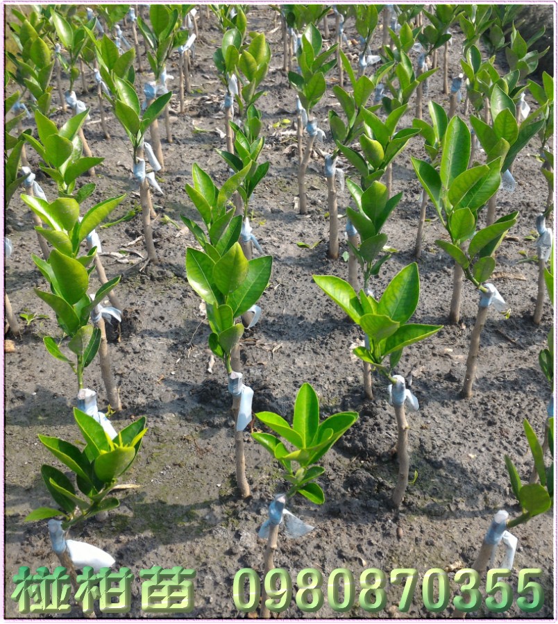 椪柑苗,森联茂种苗园,0980-870355,椪柑树苗,椪柑果苗,椪柑种苗,椪柑苗买卖,椪柑苗批发