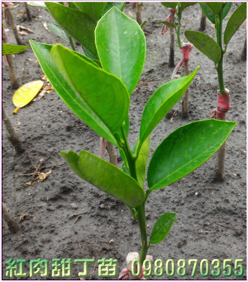 红肉甜丁苗