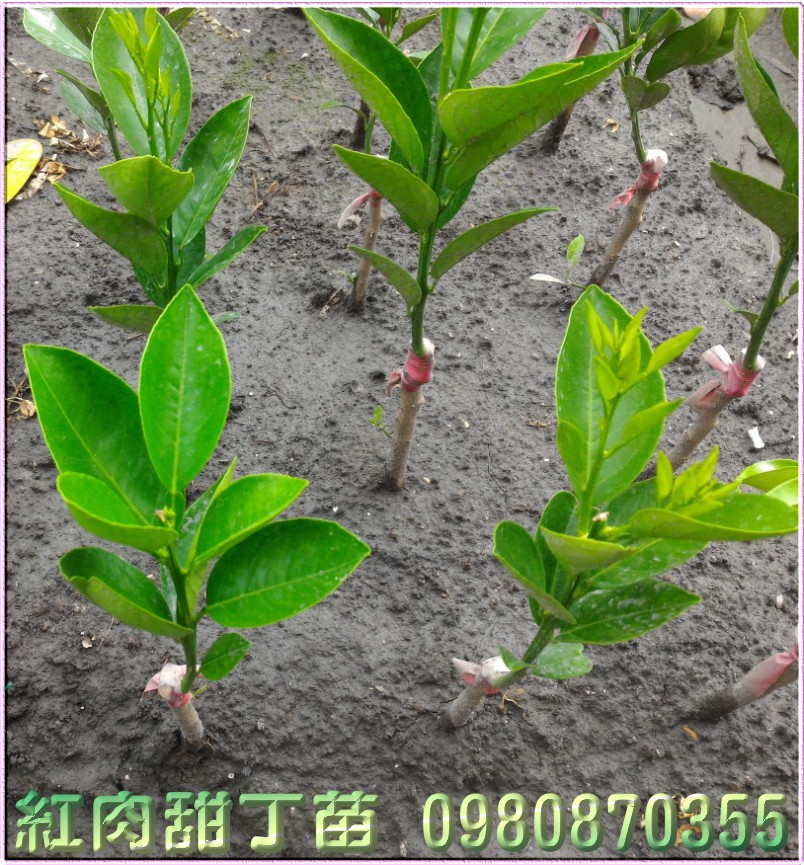 红肉甜丁树苗