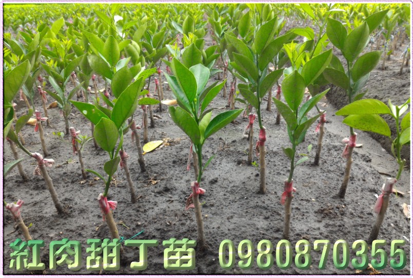 红肉甜丁苗买卖