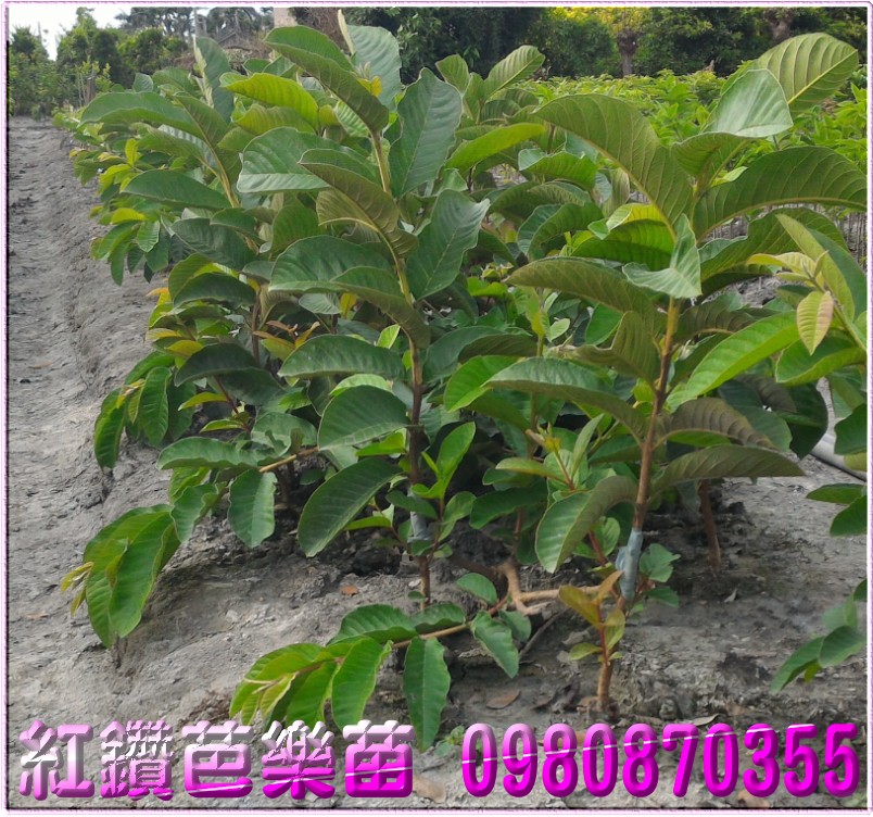 红钻芭乐苗,红钻芭乐树苗,红钻芭乐果苗,红钻芭乐幼苗,森联茂种苗园,0980-870355,红钻芭乐苗买卖,红钻芭乐苗批发,芭乐苗,土芭乐苗