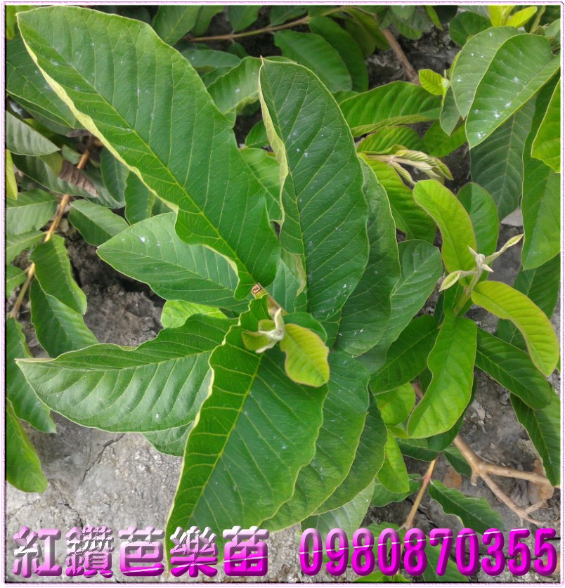 红钻芭乐幼苗