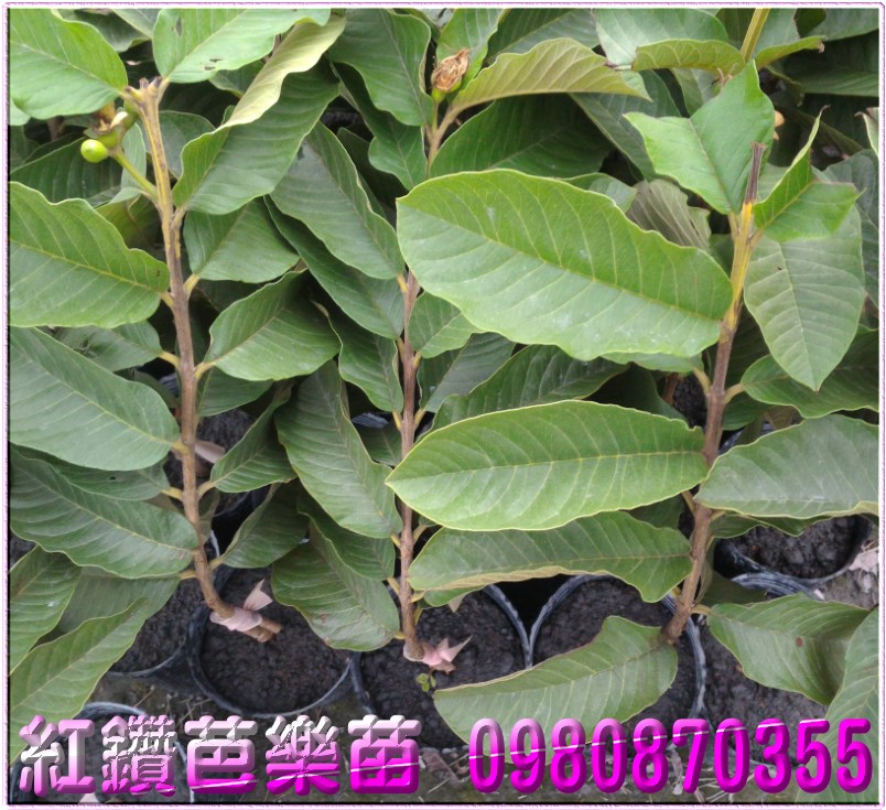 红钻芭乐苗买卖