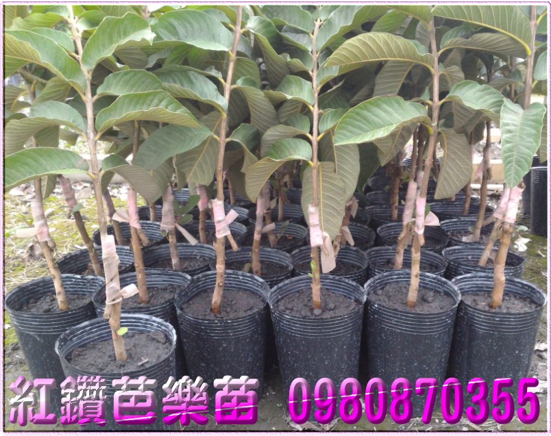 红钻芭乐苗批发