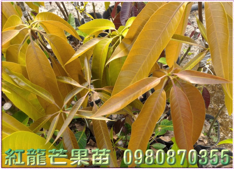红龙芒果苗