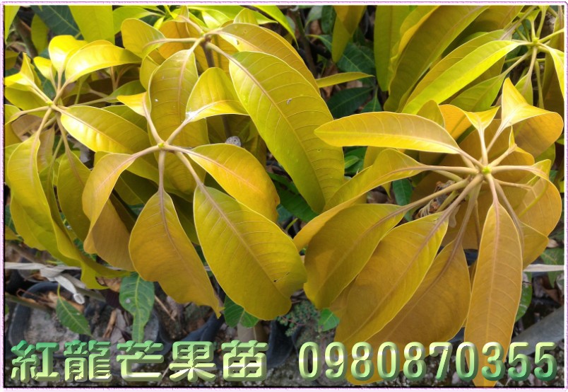 红龙芒果树苗