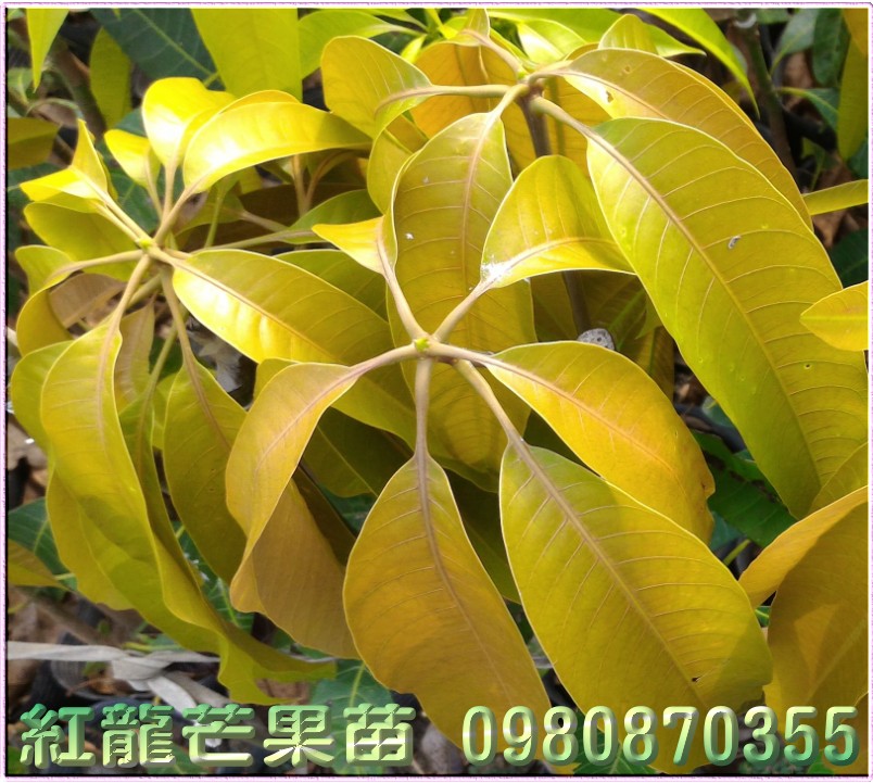 红龙芒果苗出售