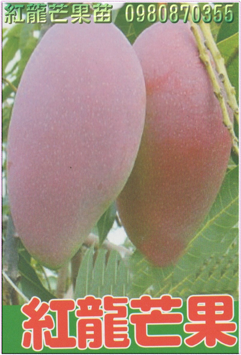 红龙芒果种苗,红龙芒果果苗,芒果树苗,芒果种苗,芒果果苗,芒果苗买卖,芒果苗批发