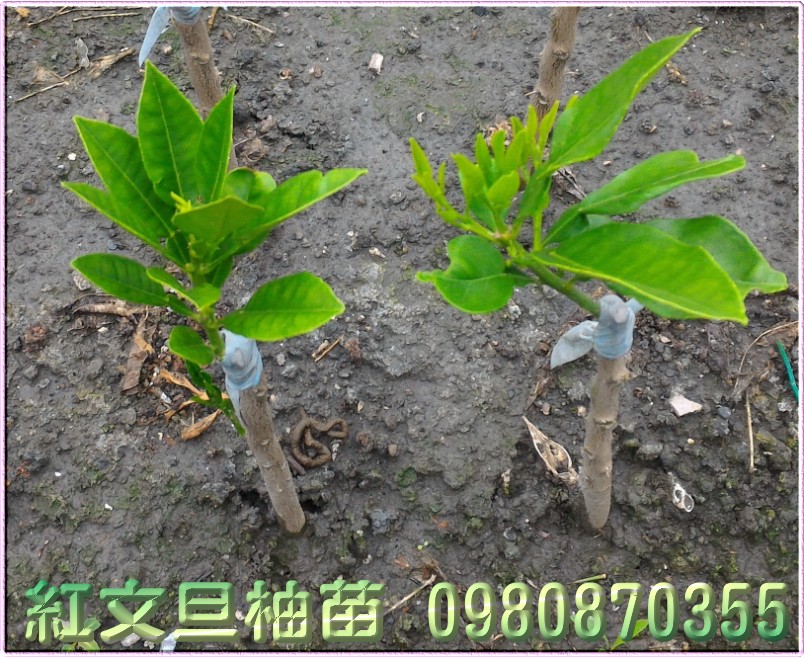 红文旦柚苗,红文旦苗