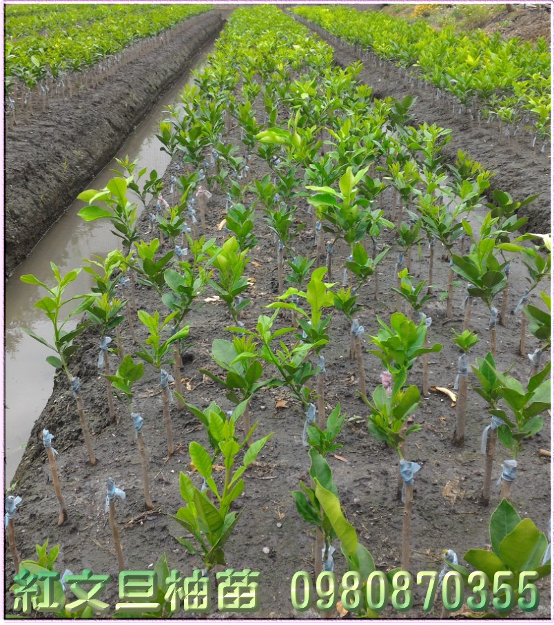 红文旦柚种苗,红文旦种苗