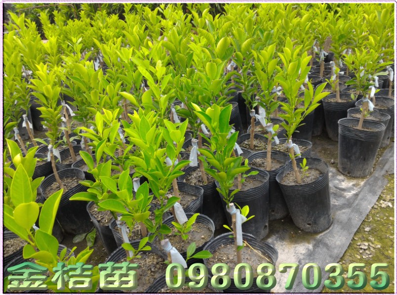 金桔苗,四季桔苗,四季金桔苗,森联茂种苗园,0980-870355,金桔树苗,四季桔树苗,金桔苗买卖,四季桔苗买卖,金桔苗批发,四季桔苗批发
