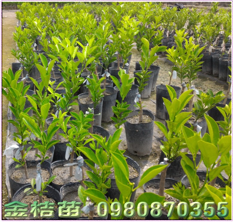 金桔树苗,四季桔树苗