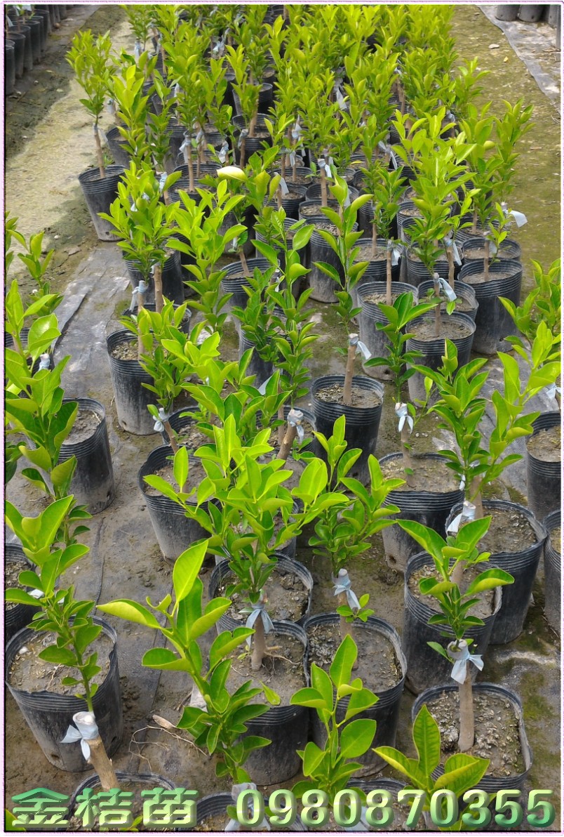 金桔苗买卖,四季桔苗买卖,金桔苗批发,四季桔苗批发