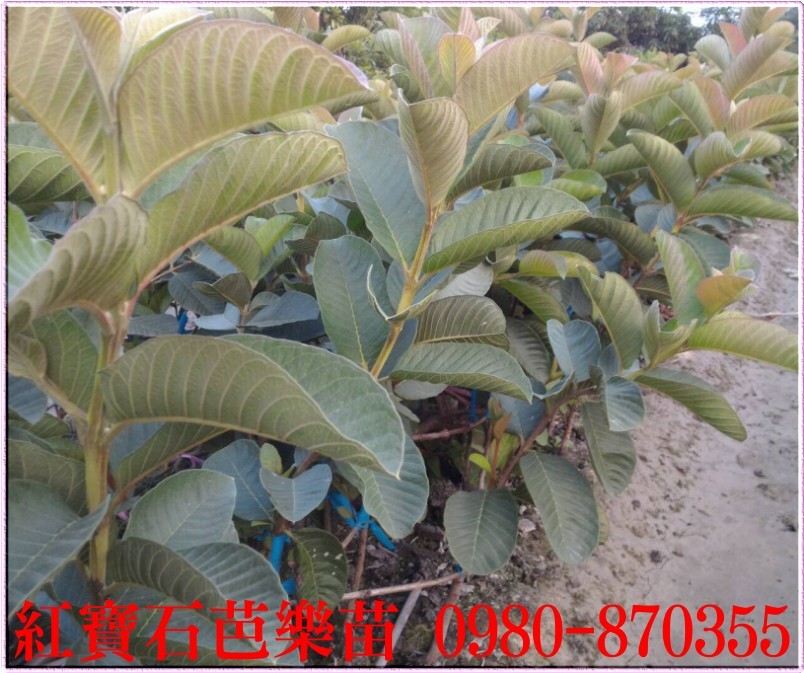 红宝石芭乐苗,红宝石芭乐树苗,红宝石芭乐果苗,红宝石芭乐幼苗,森联茂种苗园,0980-870355,红宝石芭乐苗买卖,红宝石芭乐苗批发,芭乐苗,土芭乐苗