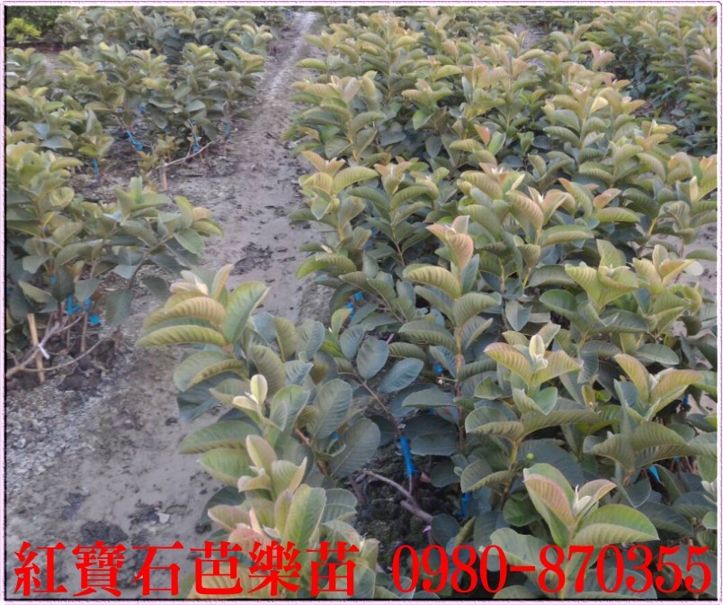 红宝石芭乐果苗