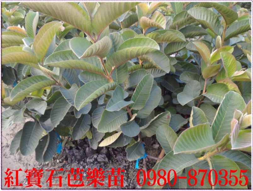 红宝石芭乐苗批发