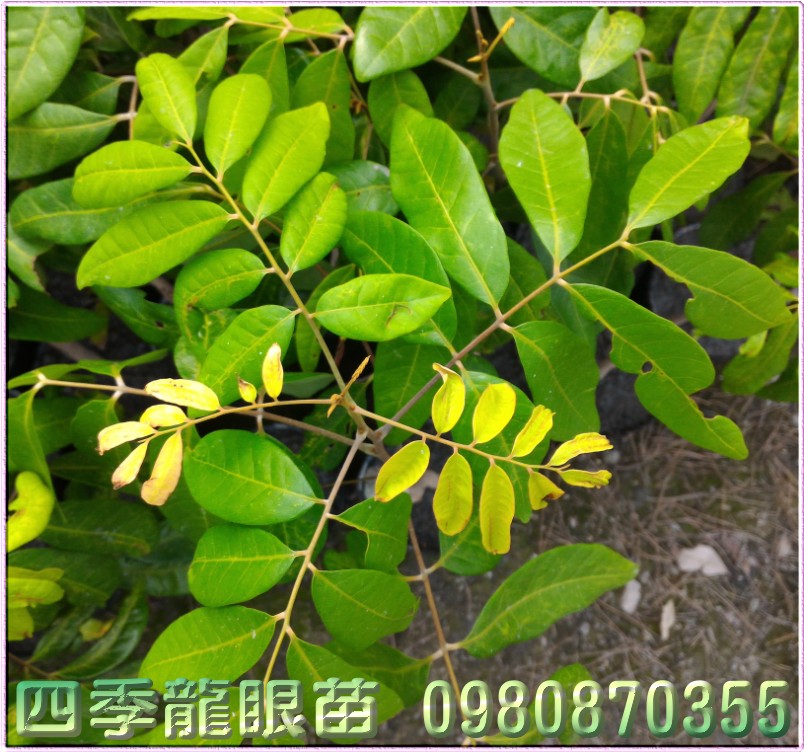 四季龙眼苗,森联茂种苗园,0980-870355,四季龙眼树苗,龙眼苗,龙眼树苗,龙眼果苗,龙眼种苗,四季龙眼果苗,四季龙眼种苗,四季龙眼苗买卖,四季龙眼苗批发