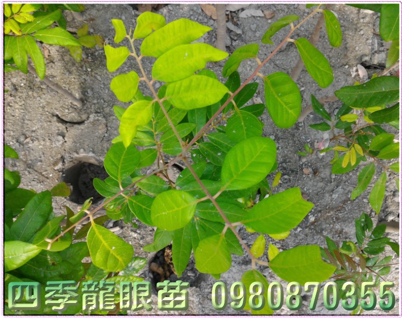 四季龙眼苗,四季龙眼树苗