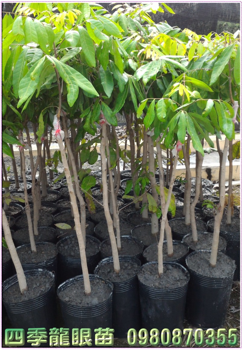 四季龙眼果苗,四季龙眼种苗,四季龙眼苗买卖,四季龙眼苗批发