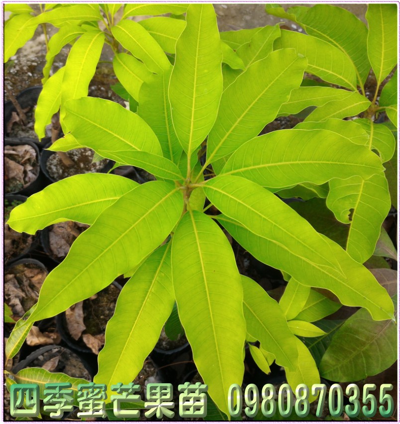 四季蜜芒果树苗