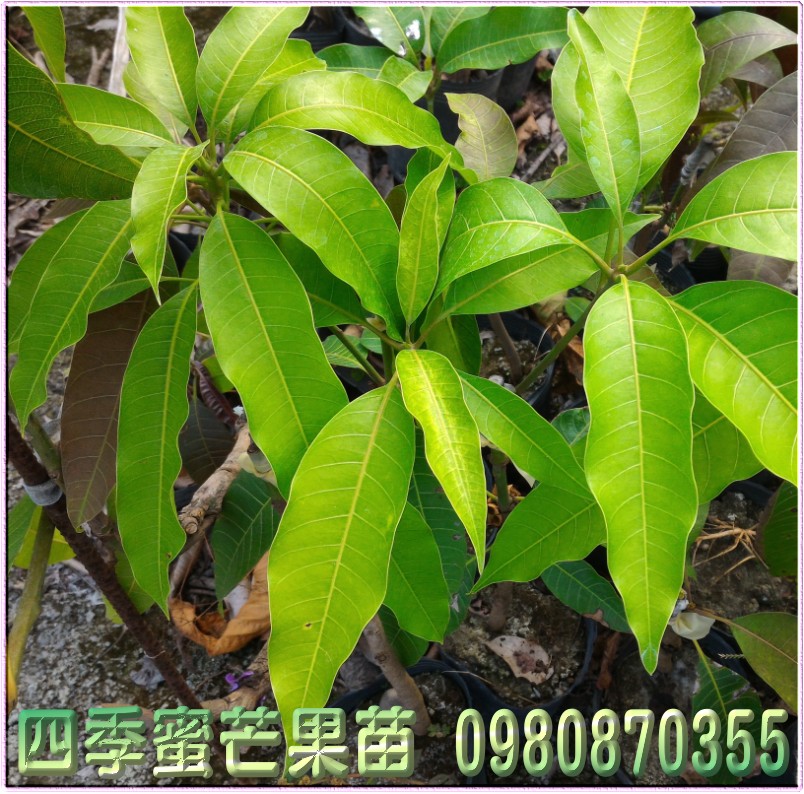 四季蜜芒果种苗