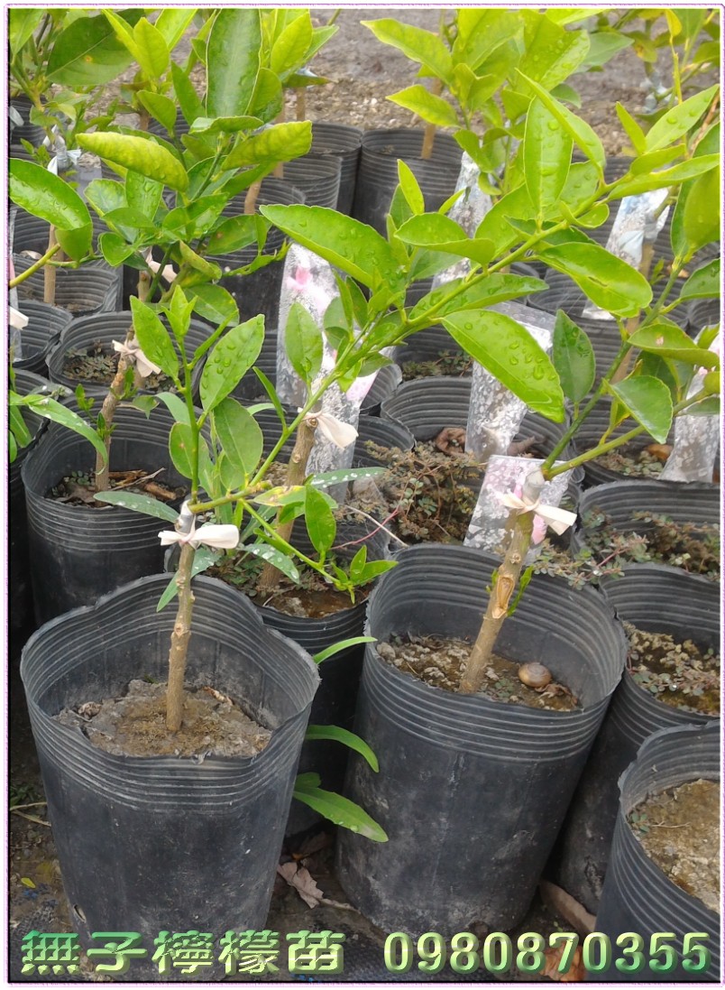 无子柠檬树苗,无籽柠檬树苗