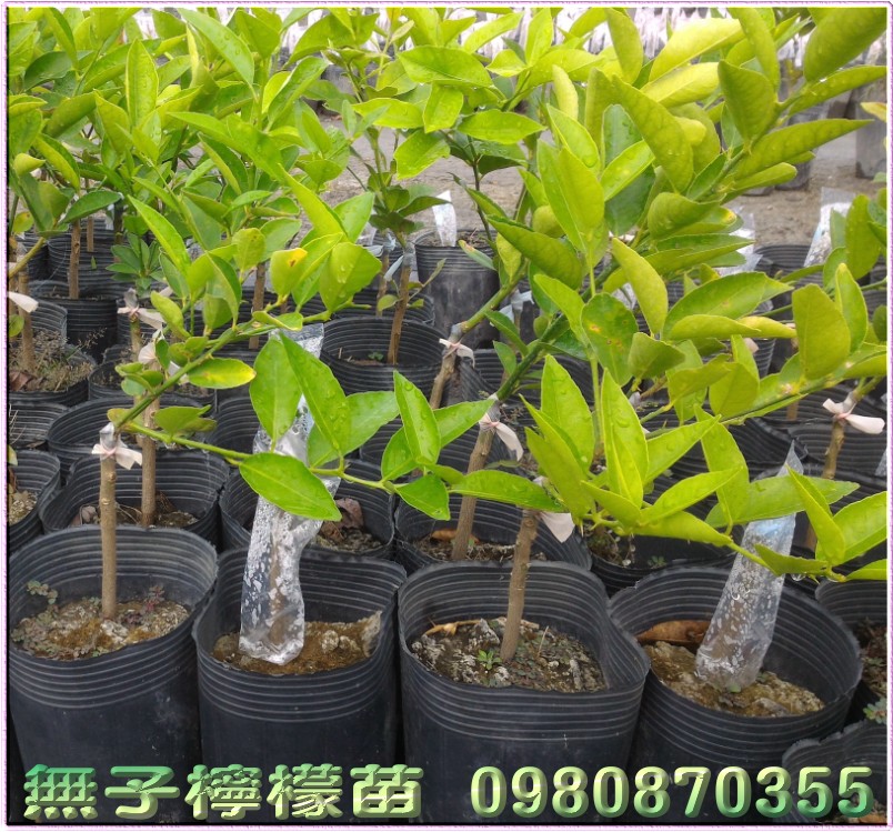 柠檬苗,无子柠檬苗买卖,无籽柠檬苗买卖