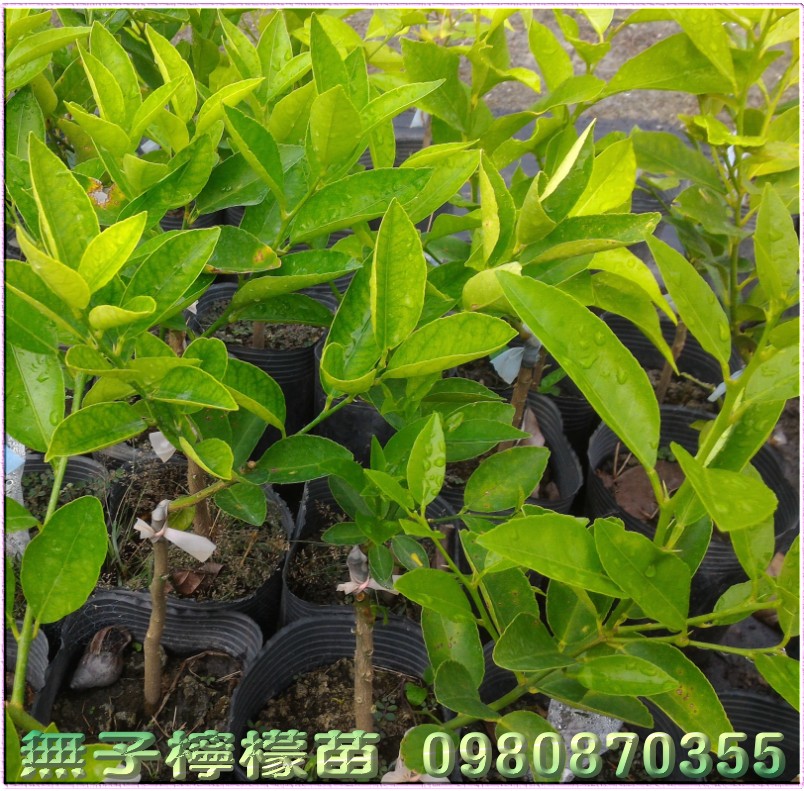 无子柠檬苗批发,无籽柠檬苗批发
