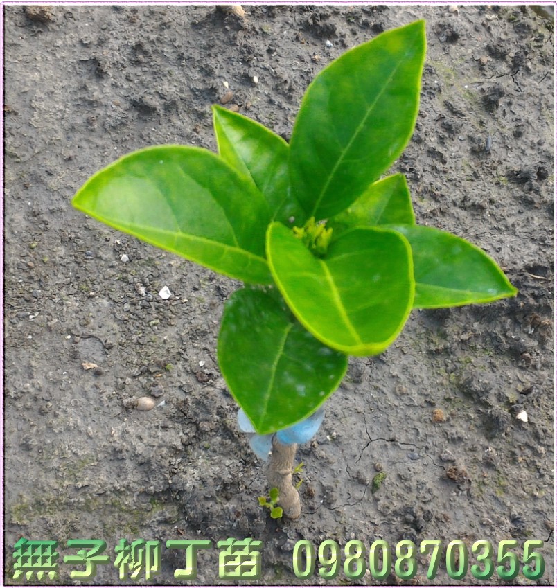 无子柳丁苗,无籽柳丁苗