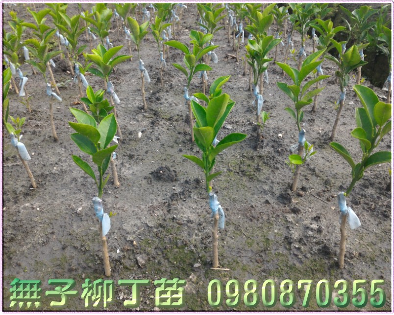 无子柳丁树苗,无籽柳丁树苗