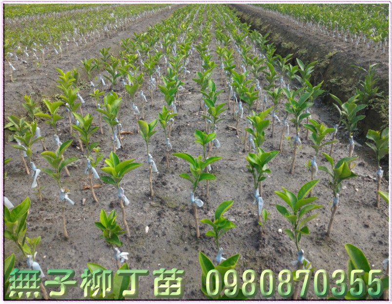 无子柳丁果苗,无籽柳丁果苗