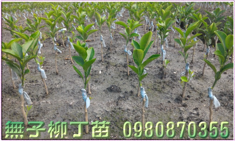 无子柳丁种苗,无籽柳丁种苗