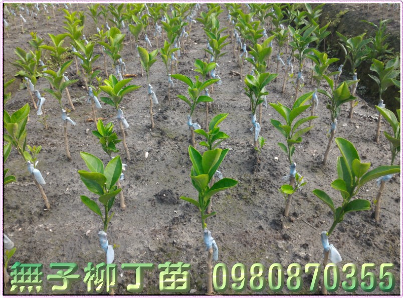 无子柳丁苗批发