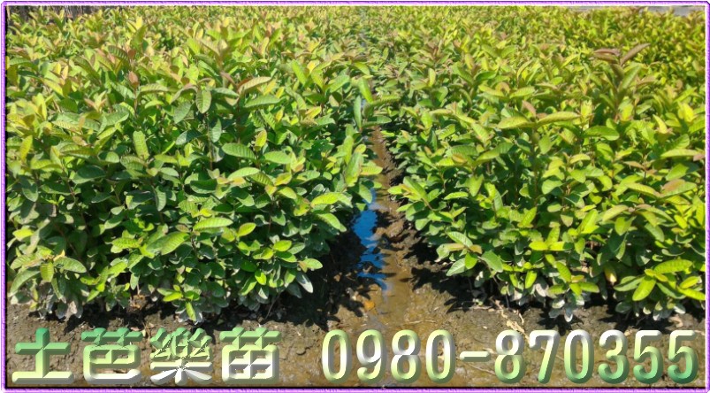 芭乐苗,土芭乐苗,珍珠芭乐苗,芭乐树苗,芭乐果苗,芭乐幼苗,芭乐头,土芭乐头,土拔苗,土拔头,拔乐苗,番石榴苗,水果苗,果树苗