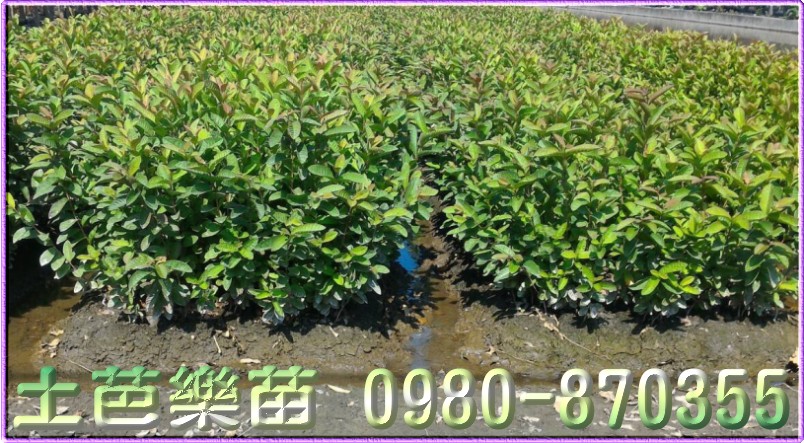 芭乐苗,土芭乐苗