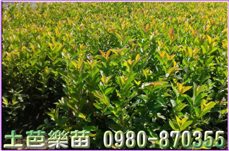 土芭乐苗