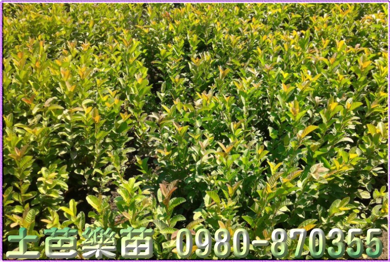 芭乐苗,土芭乐苗