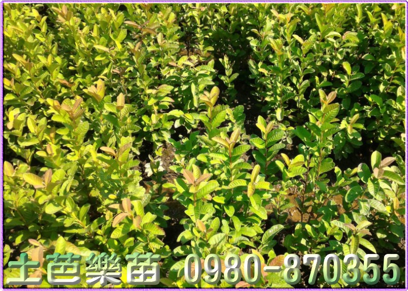 芭乐苗买卖,土芭乐苗买卖
