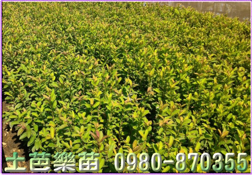 芭乐苗批发,土芭乐苗批发