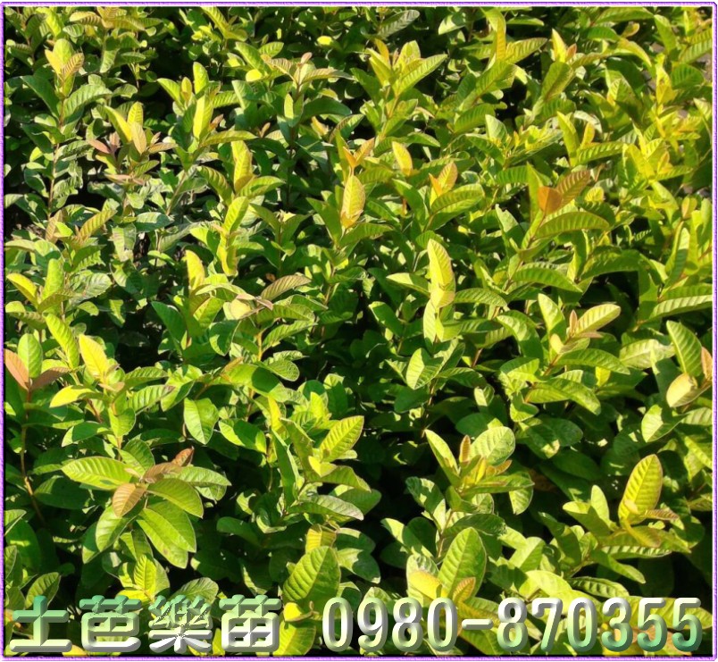 芭乐苗出售,土芭乐苗出售