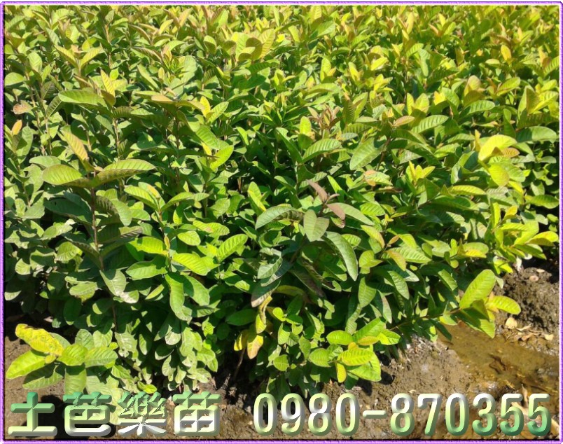 芭乐树苗买卖,芭乐树苗批发