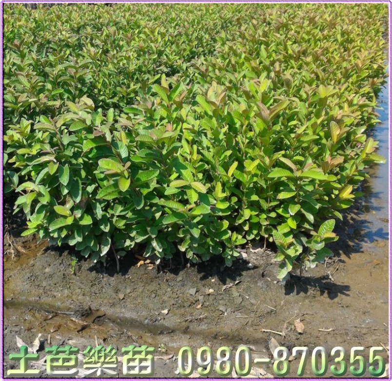芭乐树苗批发