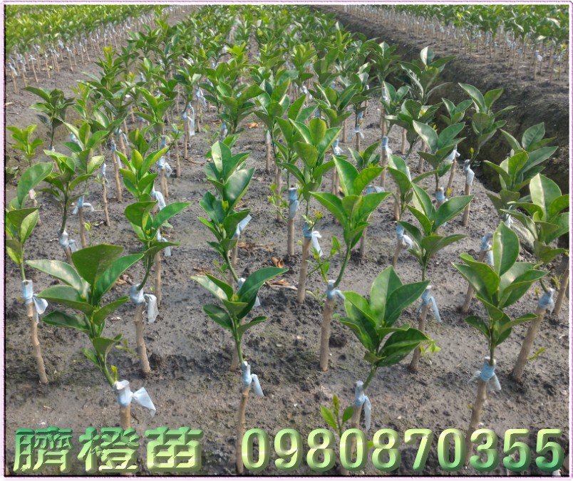 脐橙苗,财丁苗,肚脐柑苗,肚脐丁苗